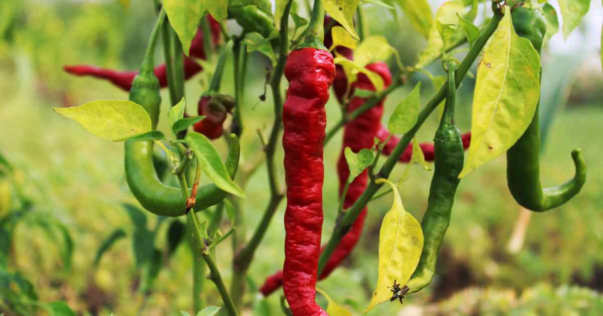Green chilli Benefits