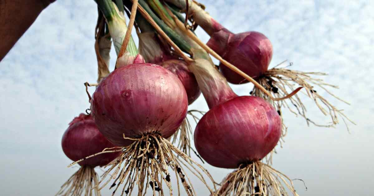 Onion Benefits
