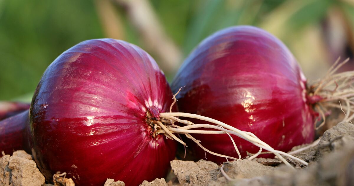 Onion Benefits